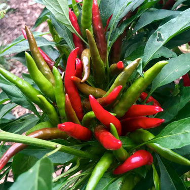 Santaka Hot Japanese Pepper Seeds - The Pepper Pantry (Formerly Marie Sharp's)